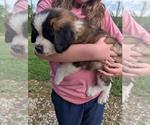 Image preview for Ad Listing. Nickname: Saint Bernard P