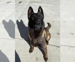 Small #1 Mutt
