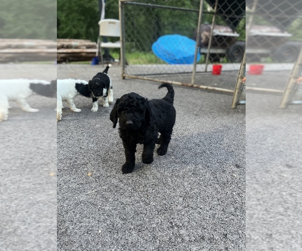 Medium Photo #1 Goldendoodle Puppy For Sale in FRANKSTON, TX, USA