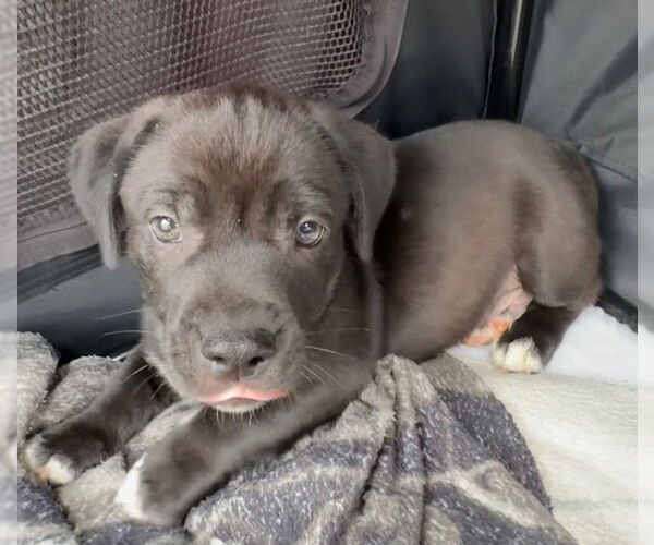 Medium Photo #4 Labrador Retriever-Unknown Mix Puppy For Sale in Tarrytown, GA, USA