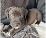 Small #3 Labrador Retriever Mix