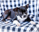 Small #3 Boston Terrier