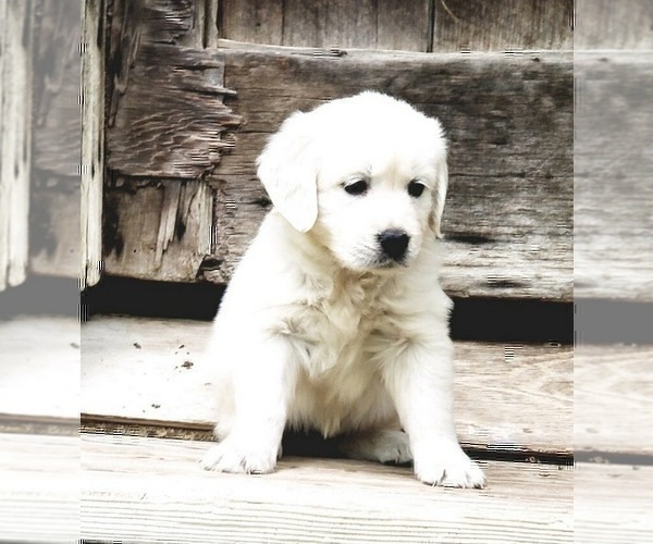 Medium Photo #8 English Cream Golden Retriever Puppy For Sale in PRINCETON, WV, USA