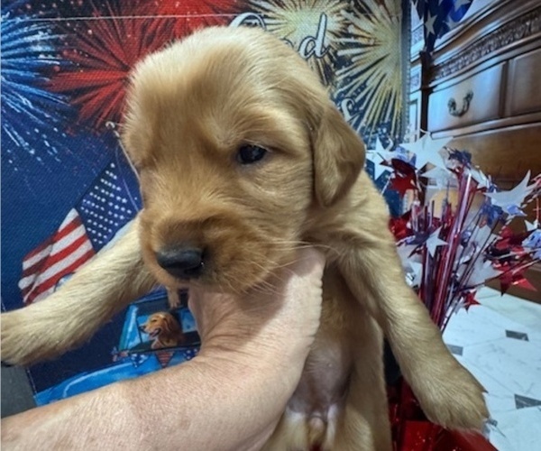 Medium Photo #14 Golden Retriever Puppy For Sale in AUMSVILLE, OR, USA