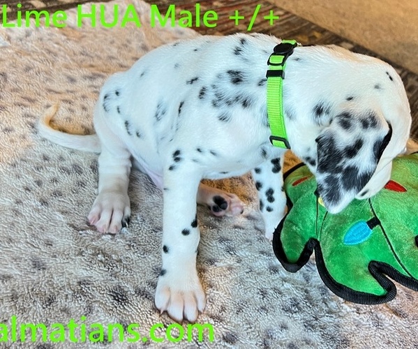 Full screen Photo #4 Dalmatian Puppy For Sale in VINEMONT, AL, USA