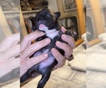 Small #5 French Bulldog