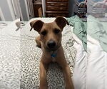 Small #5 Retriever  Mix