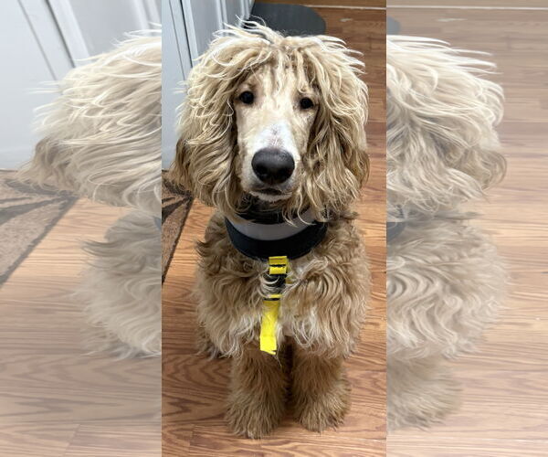 Medium Photo #3 Afghan Poodle Puppy For Sale in Clarkston, MI, USA