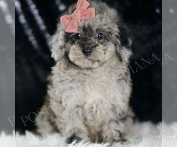 Medium Photo #1 Poodle (Toy) Puppy For Sale in WARSAW, IN, USA