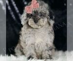 Puppy AKC Moxie Poodle (Toy)