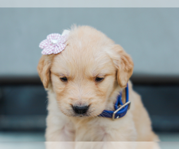 Medium Photo #5 Golden Retriever Puppy For Sale in LIBERTY, KY, USA