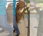 Small #3 American Pit Bull Terrier Mix