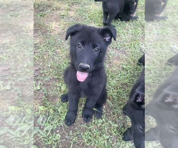 Medium Photo #4 German Shepherd Dog Puppy For Sale in WEST POINT, VA, USA
