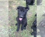 Small Photo #4 German Shepherd Dog Puppy For Sale in WEST POINT, VA, USA