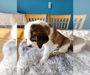 Medium Saint Bernard