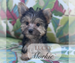 Image preview for Ad Listing. Nickname: Litter of 2