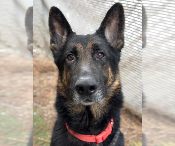 Medium Photo #1 German Shepherd Dog Puppy For Sale in Woodland, CA, USA