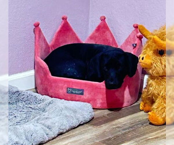 Medium Photo #3 Bassetdor Puppy For Sale in San Diego, CA, USA