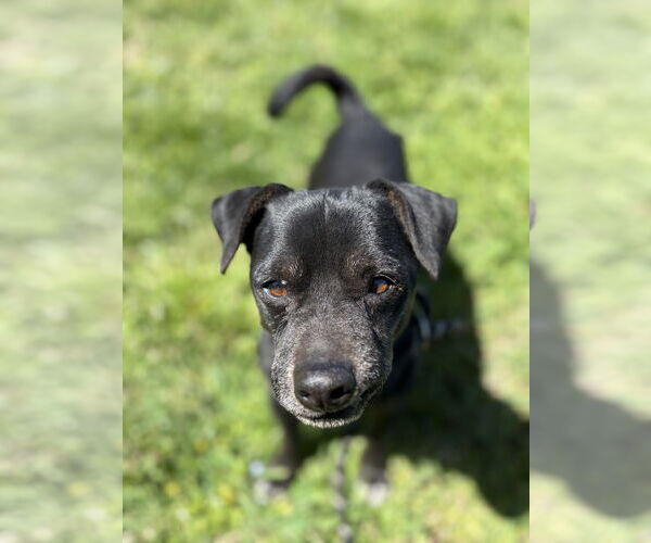 Medium Photo #2 Chihuahua-Unknown Mix Puppy For Sale in Chico, CA, USA