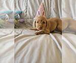 Small #3 Labrador Retriever