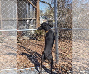 Stubbs - Male Labrador Retriever-Unknown Mix Dog for Adoption - Photo #5