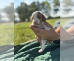 Puppy Puppy 6 Brittany
