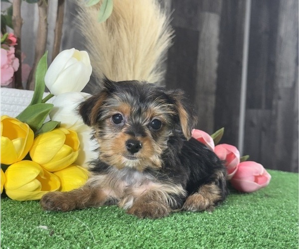 Medium Photo #4 Yorkshire Terrier Puppy For Sale in CANOGA, NY, USA