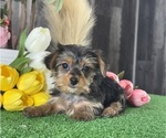 Small #3 Yorkshire Terrier