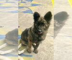 Small #2 Holland Shepherd Mix