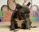 Small Photo #3 French Bulldog Puppy For Sale in HELENA, MT, USA