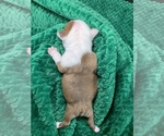 Small #12 Boston Terrier