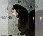 Small Photo #66 Siberian Husky Puppy For Sale in ALTON, IL, USA
