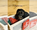 Small Photo #6 Miniature Australian Shepherd-Poodle (Toy) Mix Puppy For Sale in HAMILTON, MI, USA