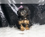Small #3 Poodle (Miniature)