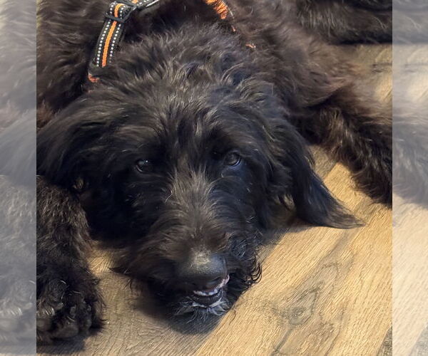 Medium Photo #3 Mutt Puppy For Sale in Brooklyn Center, MN, USA