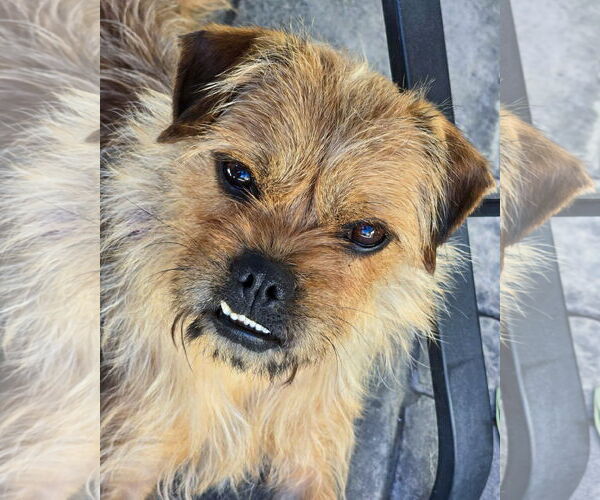 Medium Photo #7 Mutt Puppy For Sale in Corona, CA, USA