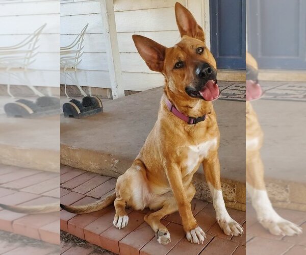 Medium Photo #4 Mutt Puppy For Sale in San Angelo, TX, USA