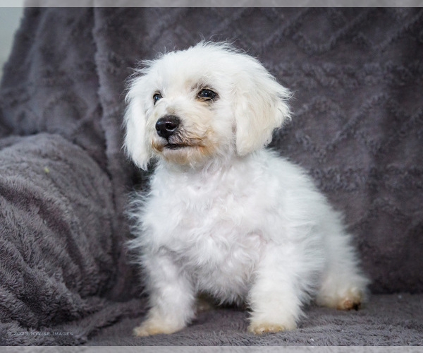 Medium Photo #14 Bichon Frise Puppy For Sale in WAKARUSA, IN, USA