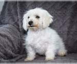 Small Photo #14 Bichon Frise Puppy For Sale in WAKARUSA, IN, USA