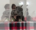 Small Photo #32 French Bulldog Puppy For Sale in GOSHEN, IN, USA