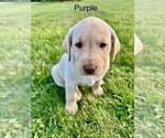 Puppy Purple Labrador Retriever