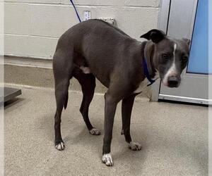 Unknown-Whippet Mix Dogs for adoption in Grand Prairie, TX, USA