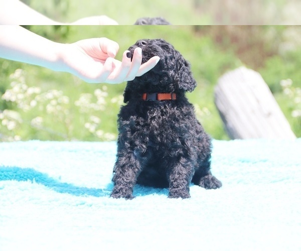 Medium Photo #18 Poodle (Standard) Puppy For Sale in UNION CITY, TN, USA