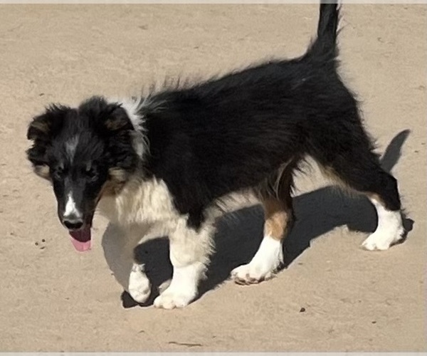 Medium Photo #30 Shetland Sheepdog Puppy For Sale in FORT MORGAN, CO, USA