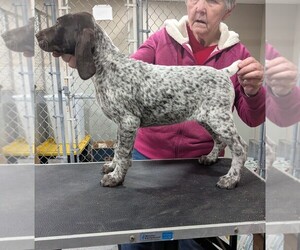 German Shorthaired Pointer Puppy for sale in VERNON, NY, USA