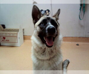 German Shepherd Dog-Unknown Mix Dogs for adoption in Martinez, CA, USA