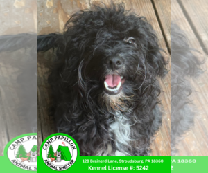 Poodle (Miniature)-Unknown Mix Dogs for adoption in Stroudsburg, PA, USA