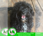 Small Poodle (Miniature) Mix