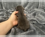 Small #6 French Bulldog