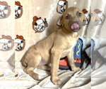 Small #3 American Pit Bull Terrier Mix